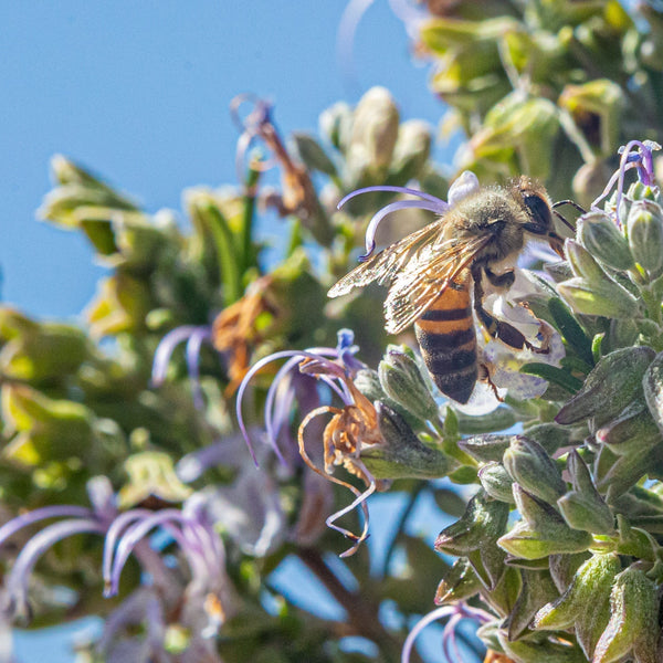Vinos que respetan la tierra: nuestra filosofía sustentable en el Día del Medio Ambiente