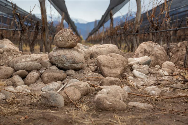 Piedraviva: la nueva línea de Viña Artesano que celebra el valor del terroir
