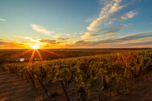 Día del Malbec: historia, características y los mejores Malbec argentinos | Tienda Avinea