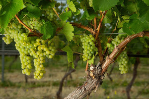 Otronia Chardonnay 2021: el vino de la Patagonia Extrema que conquista los Premios Winexplorers 2026
