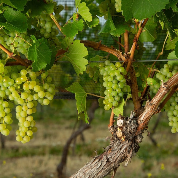 Otronia Chardonnay 2021: el vino de la Patagonia Extrema que conquista los Premios Winexplorers 2026