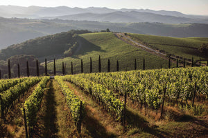 Vinos italianos en Tienda Avinea