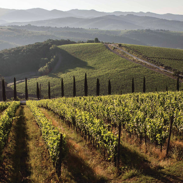 Vinos italianos en Tienda Avinea
