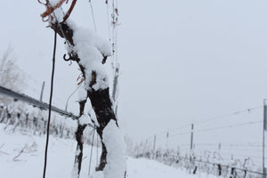 Otronia en invierno: la belleza de un viñedo en reposo