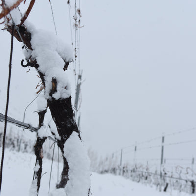 Otronia en invierno: la belleza de un viñedo en reposo