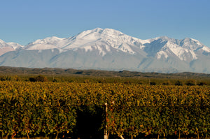 Argentina deslumbra en los Decanter World Wine Awards 2025