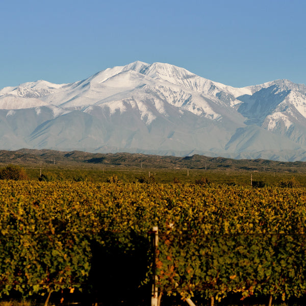 Argentina deslumbra en los Decanter World Wine Awards 2025
