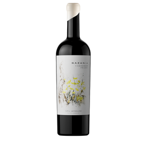 Gazania Cabernet Franc