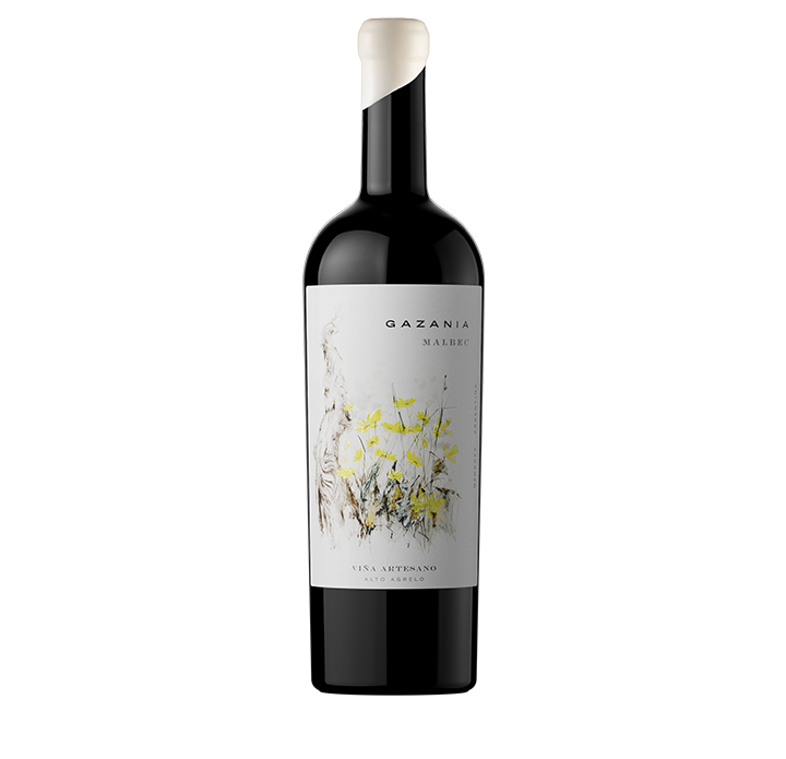Gazania Malbec