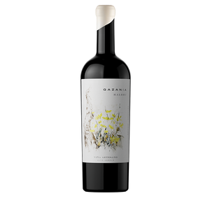 Gazania Malbec